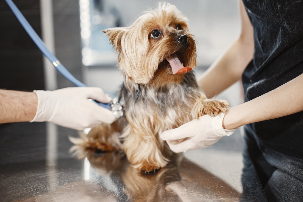 A vet examining a dog's coat and skin during a check-up